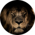 D. Sloan Google Profile Image