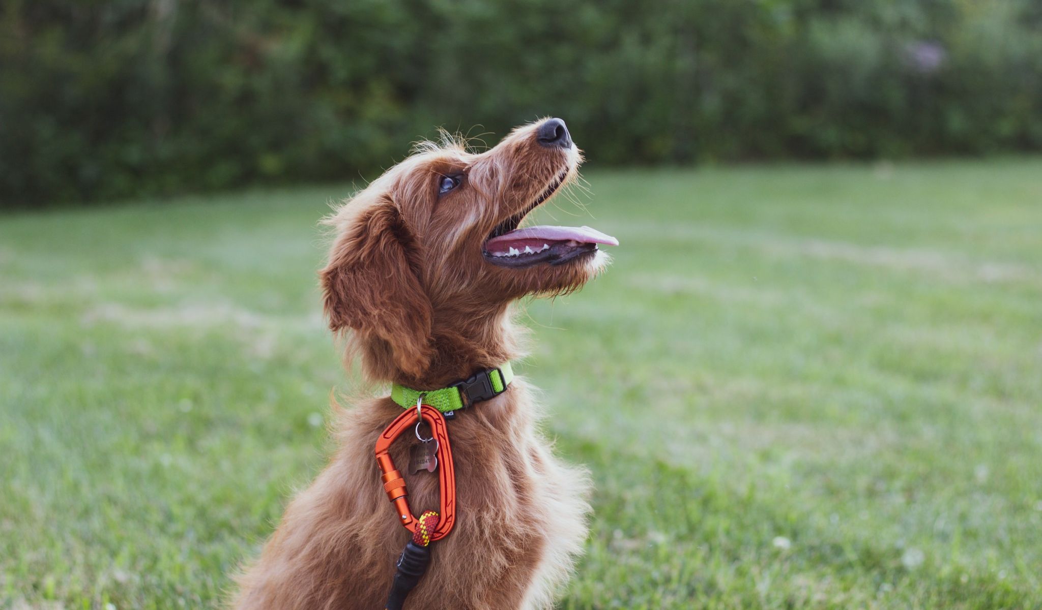 The Townhomes at Chapel Watch Village community amenities with a dog park and a young puppy dog sitting on green grass and looking up