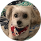 Laney Siegel google profile photo